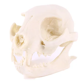 Resina Realista Gato Crânio, Resina Esqueleto da Cabeça do Modelo à Escala Decorações, 6,5 X 6,5 X 9 cm